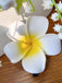 Weiß Plumeria Obtusa 3D-Blume Haarklammer